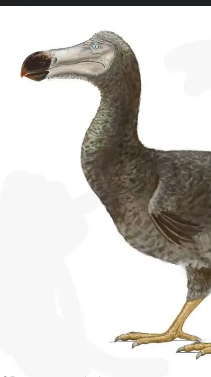 ai character: dodo bird background