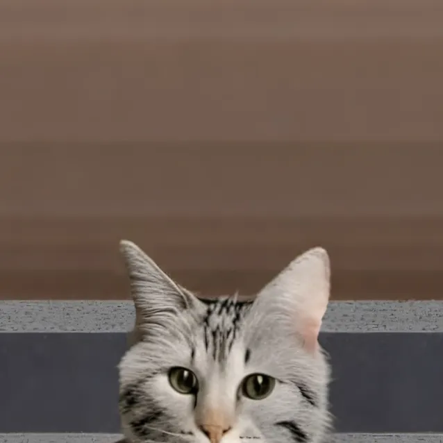 chat with ai character: millitary cat 