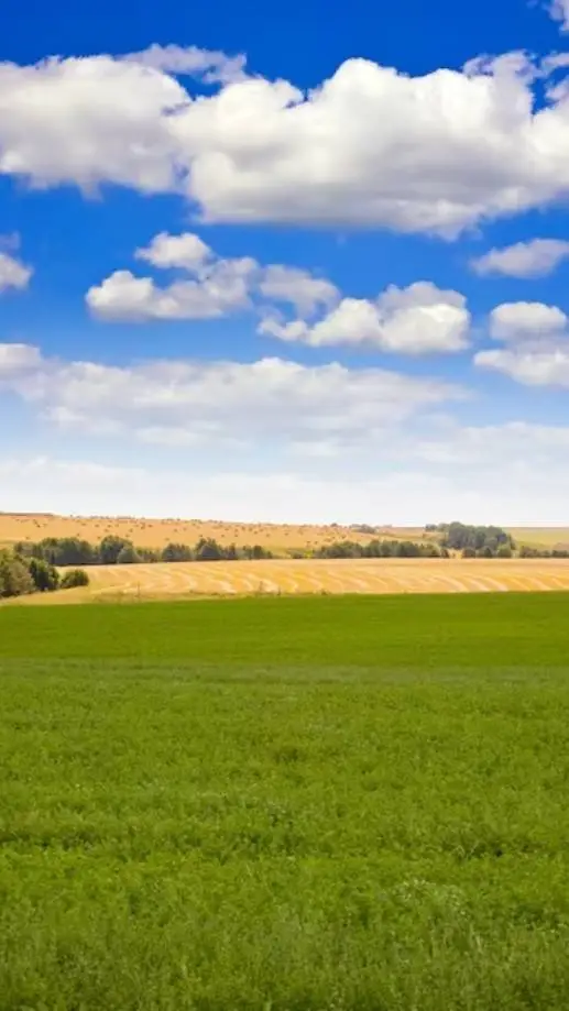 ai character: Campo background