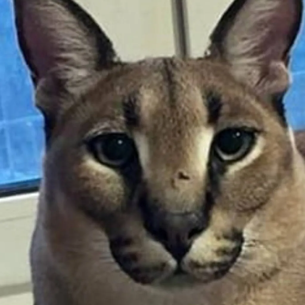 chat with ai character: Big Floppa