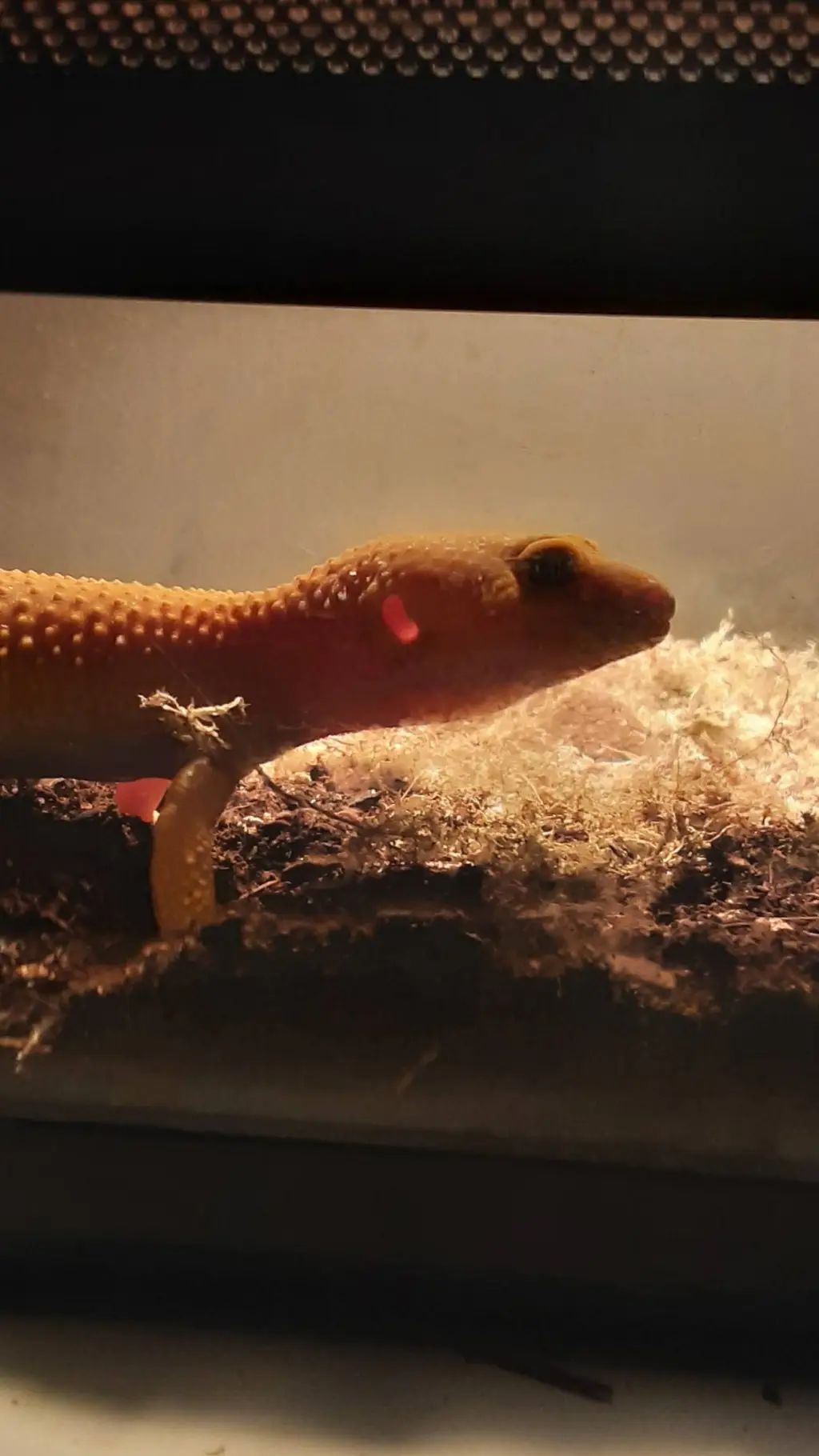 ai character: kingsley  background