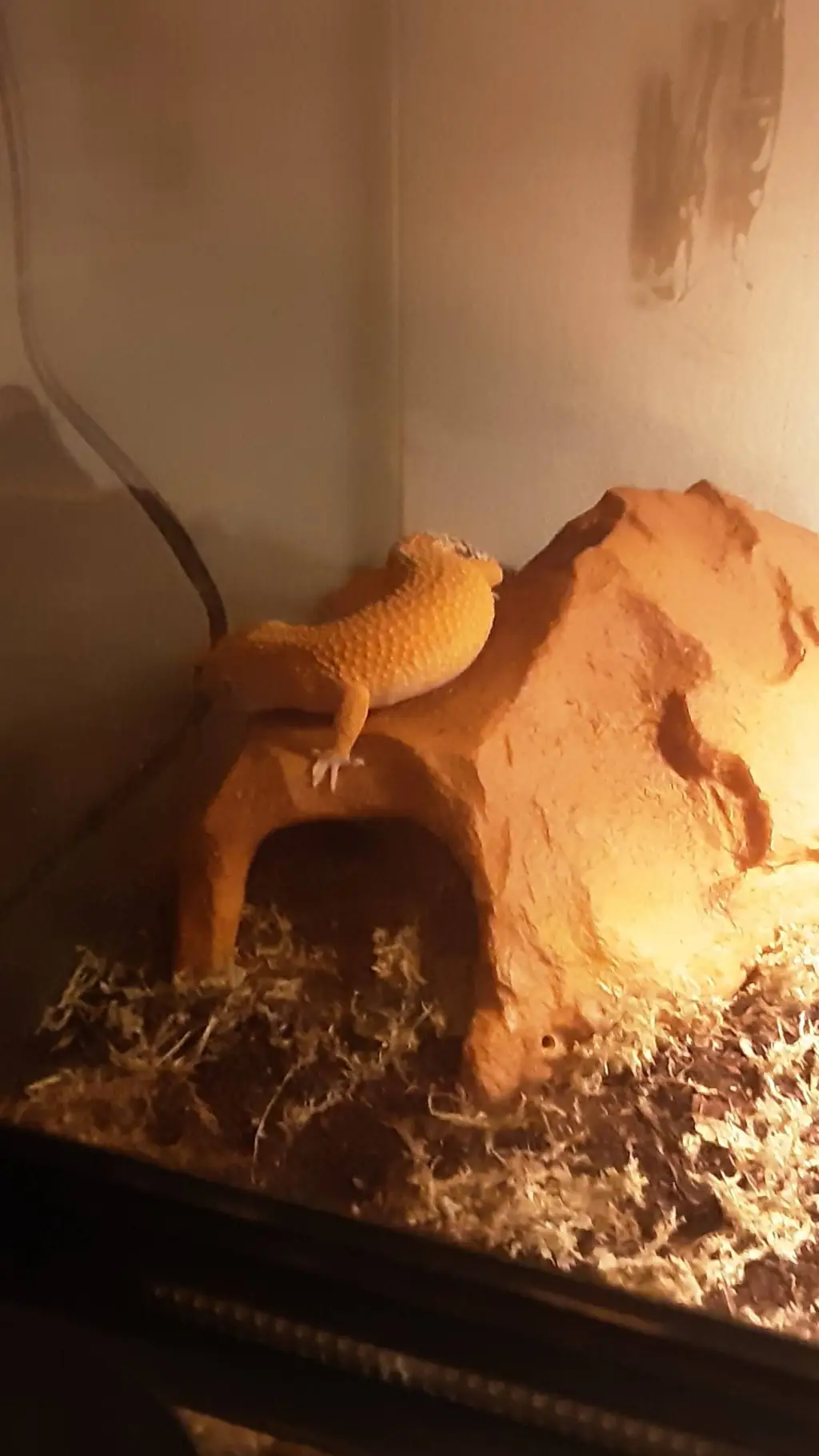 ai character: Lexi background