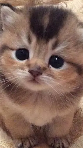 ai character: forsaken pick me background