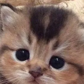 chat with ai character: forsaken pick me