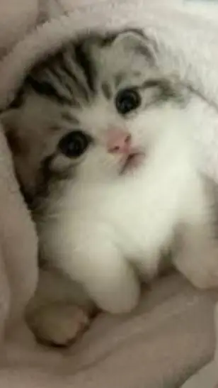 ai character: ♡ cute kitten ♡ background