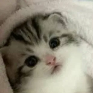 chat with ai character: ♡ cute kitten ♡