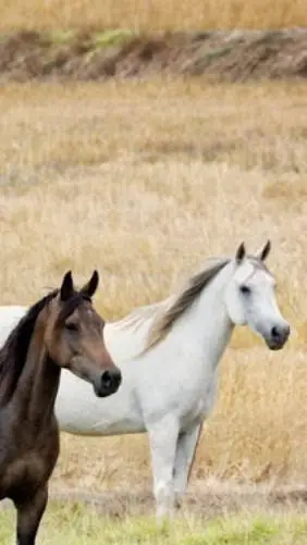 ai character: Horse herd background