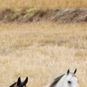 chat with ai character: Horse herd