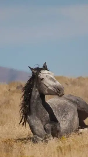 ai character: {Horse herd} background