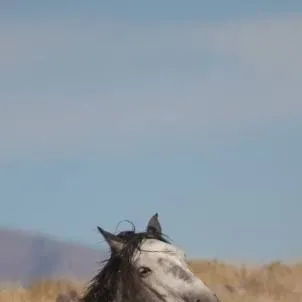 chat with ai character: {Horse herd}