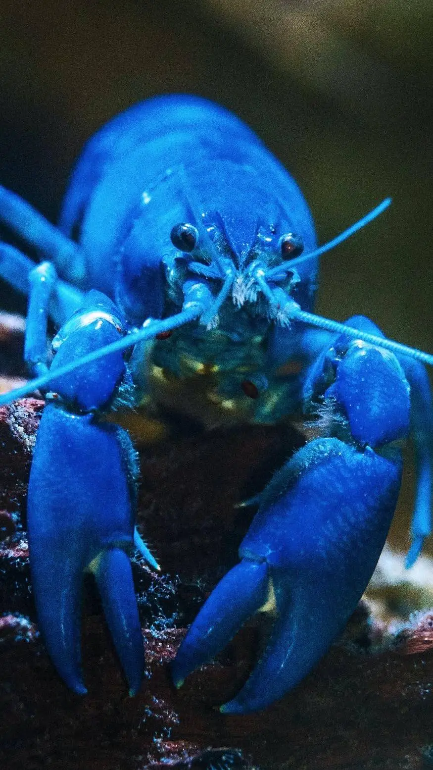 ai character: blue lobster  background
