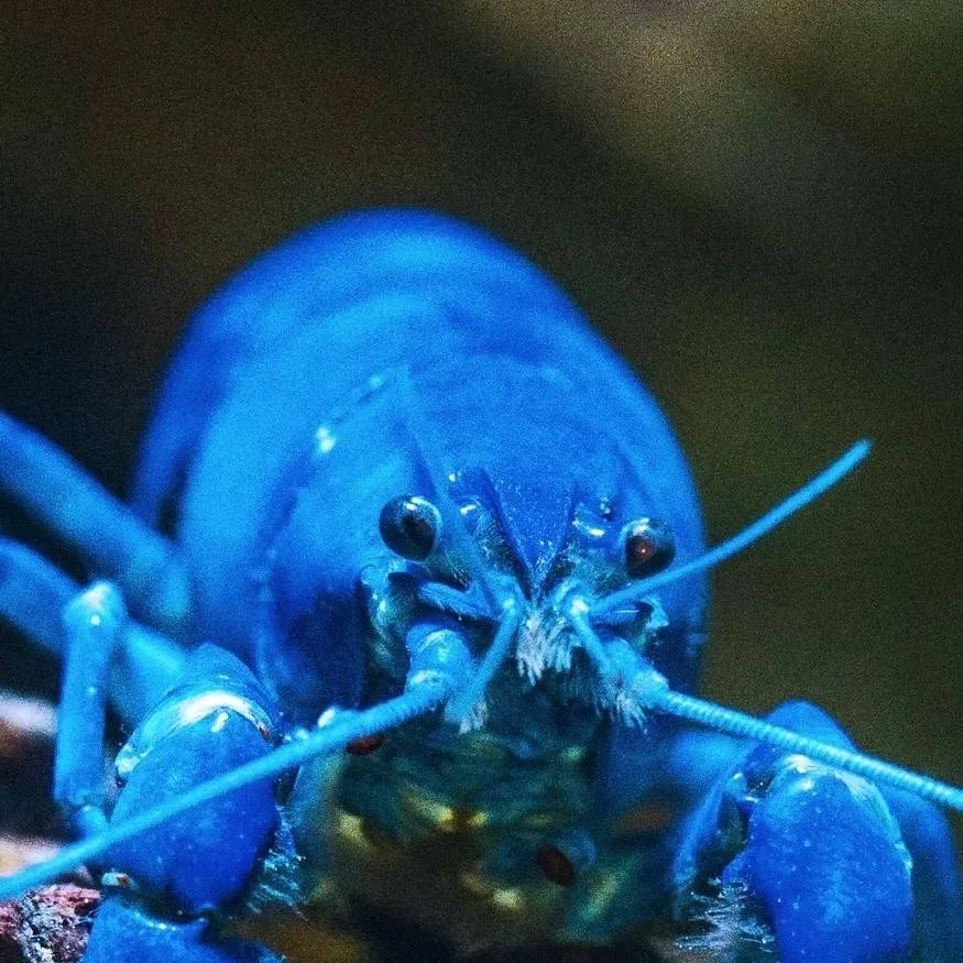 chat with ai character: blue lobster 