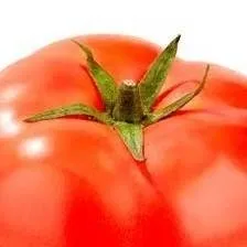 chat with ai character: tomato