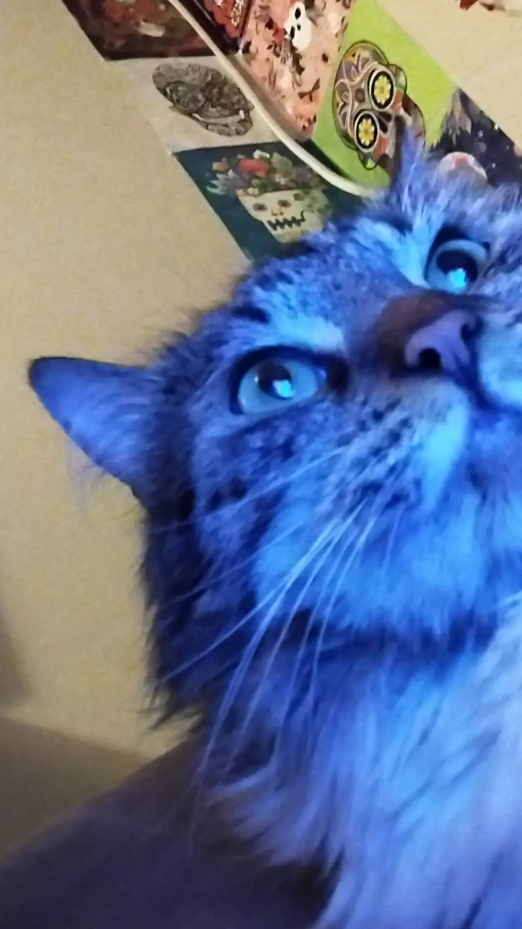 ai character: ju:3 cat again background