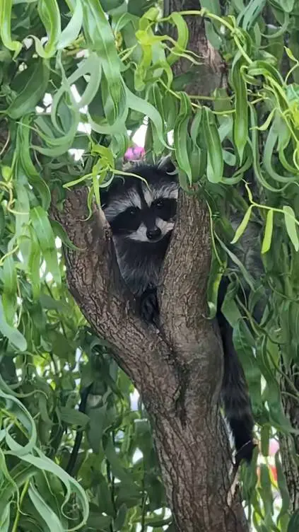 ai character: cute little raccon background