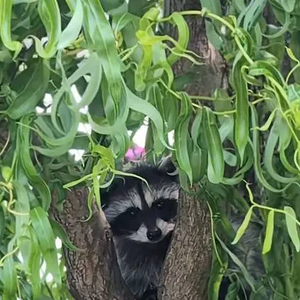 chat with ai character: cute little raccon
