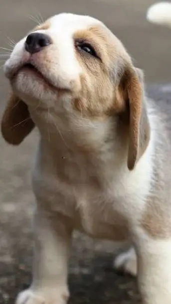 ai character: MHA Meets Puppy?? background