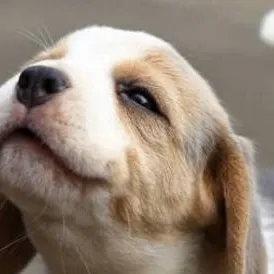 chat with ai character: MHA Meets Puppy??