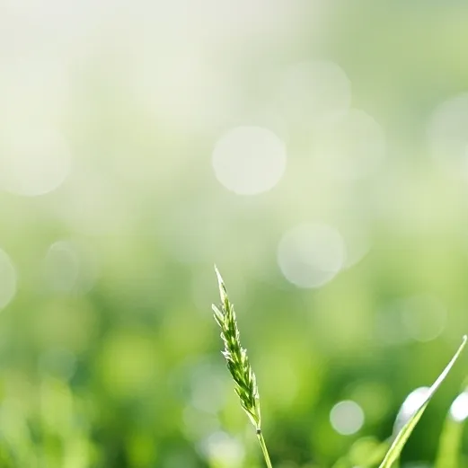 chat with ai character: roast ai