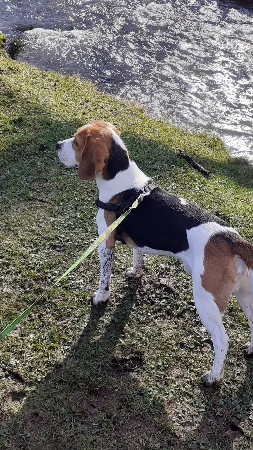 ai character: fudge the dog background