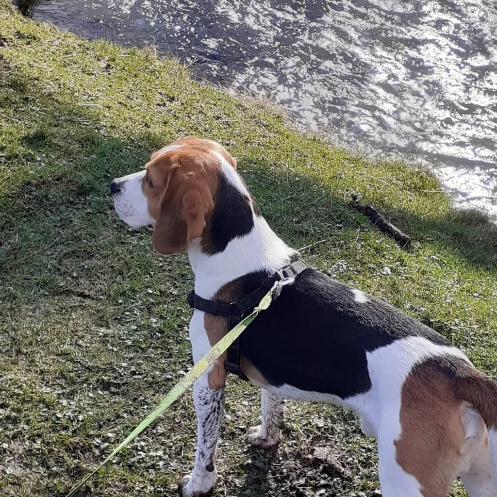 chat with ai character: fudge the dog