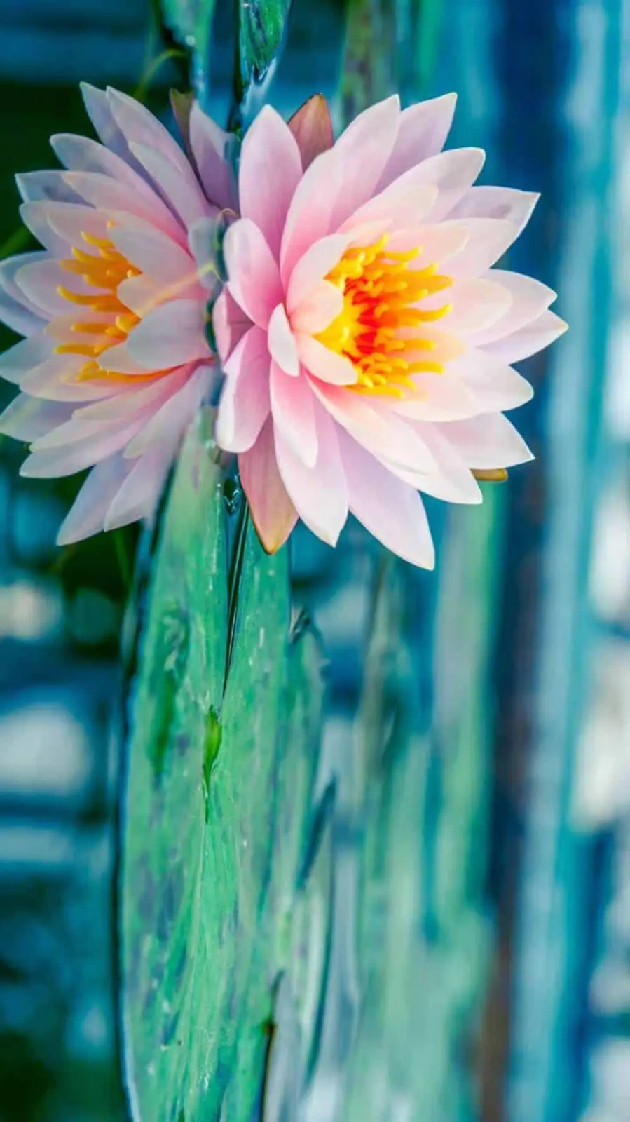ai character: just a flower in 💦 background