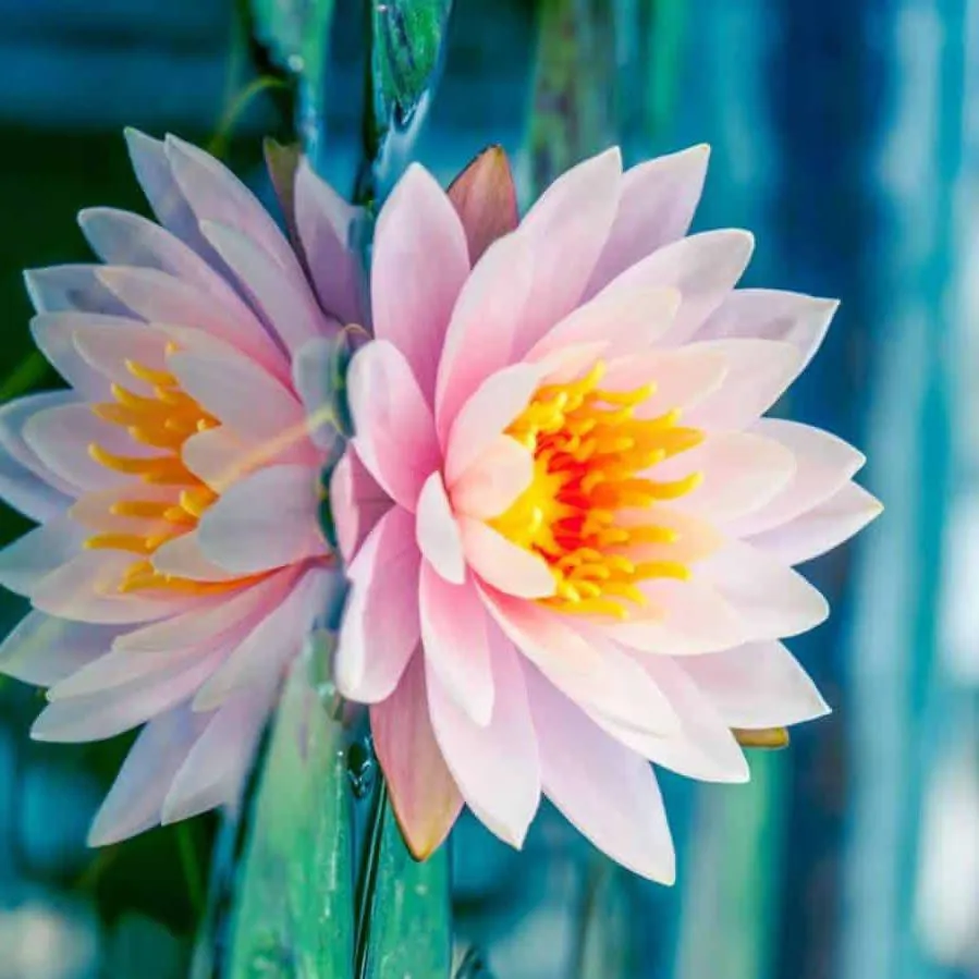 chat with ai character: just a flower in 💦