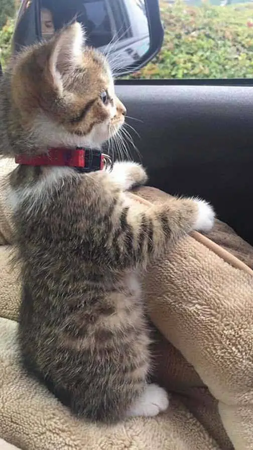 ai character: ...  background