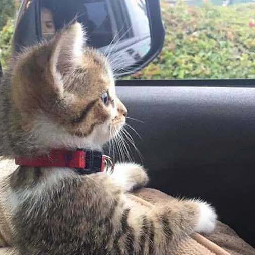 chat with ai character: ... 