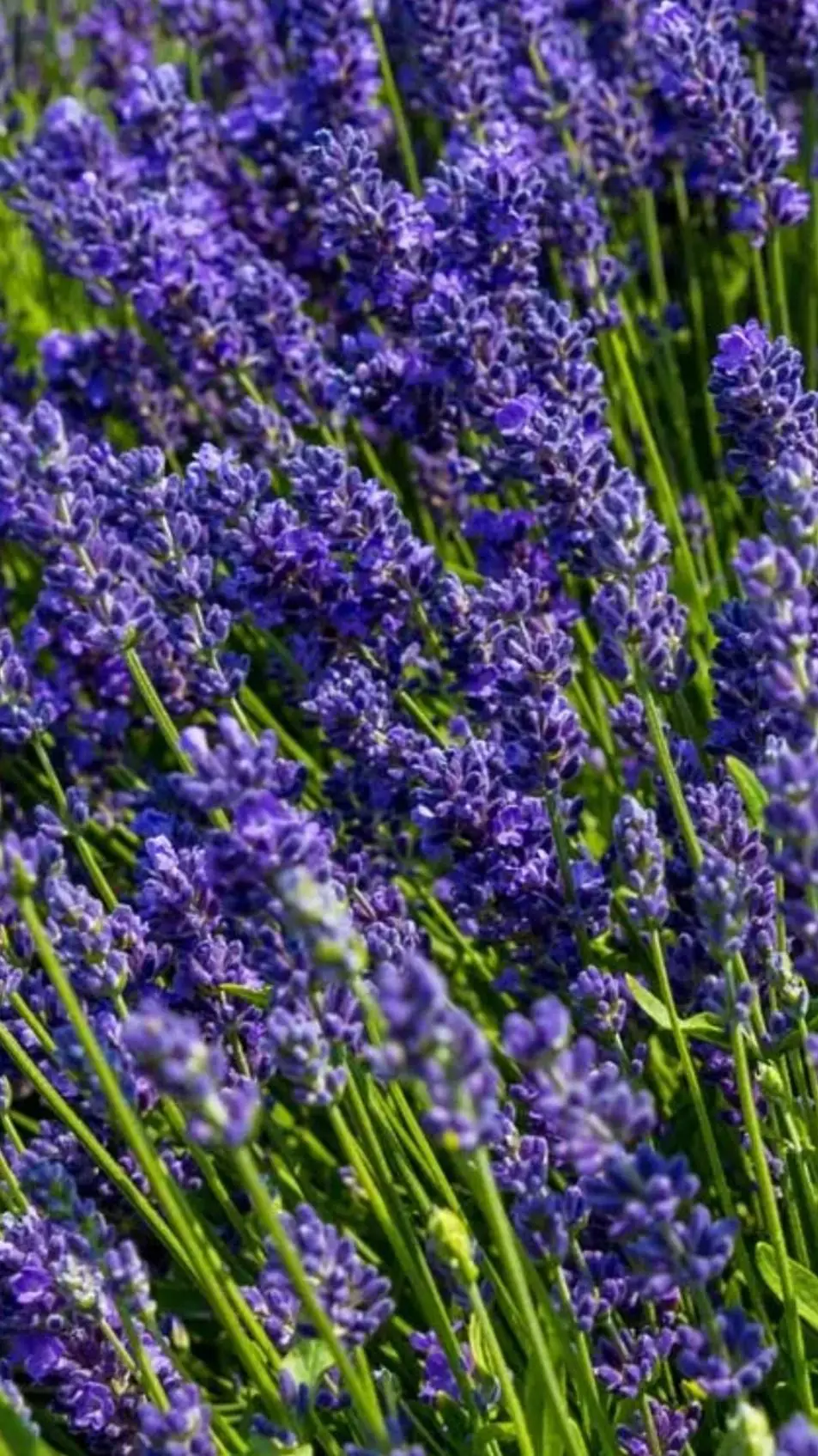 ai character: SCP PICK ME- background