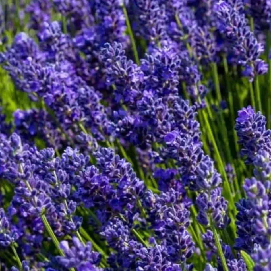 chat with ai character: SCP PICK ME-