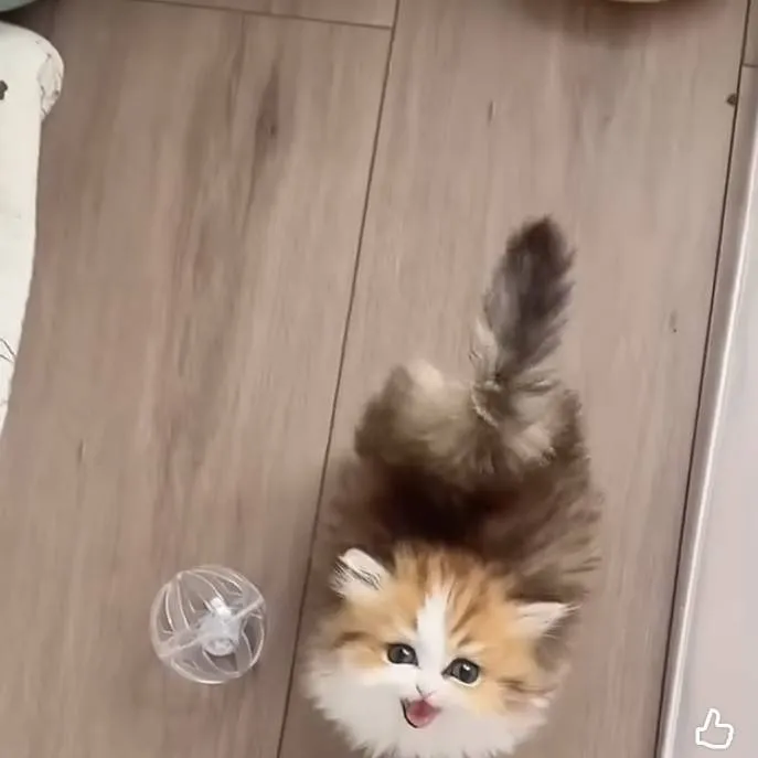 chat with ai character: kitty
