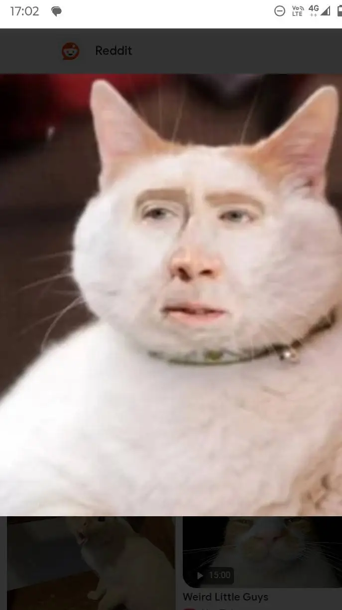 ai character: cat  background