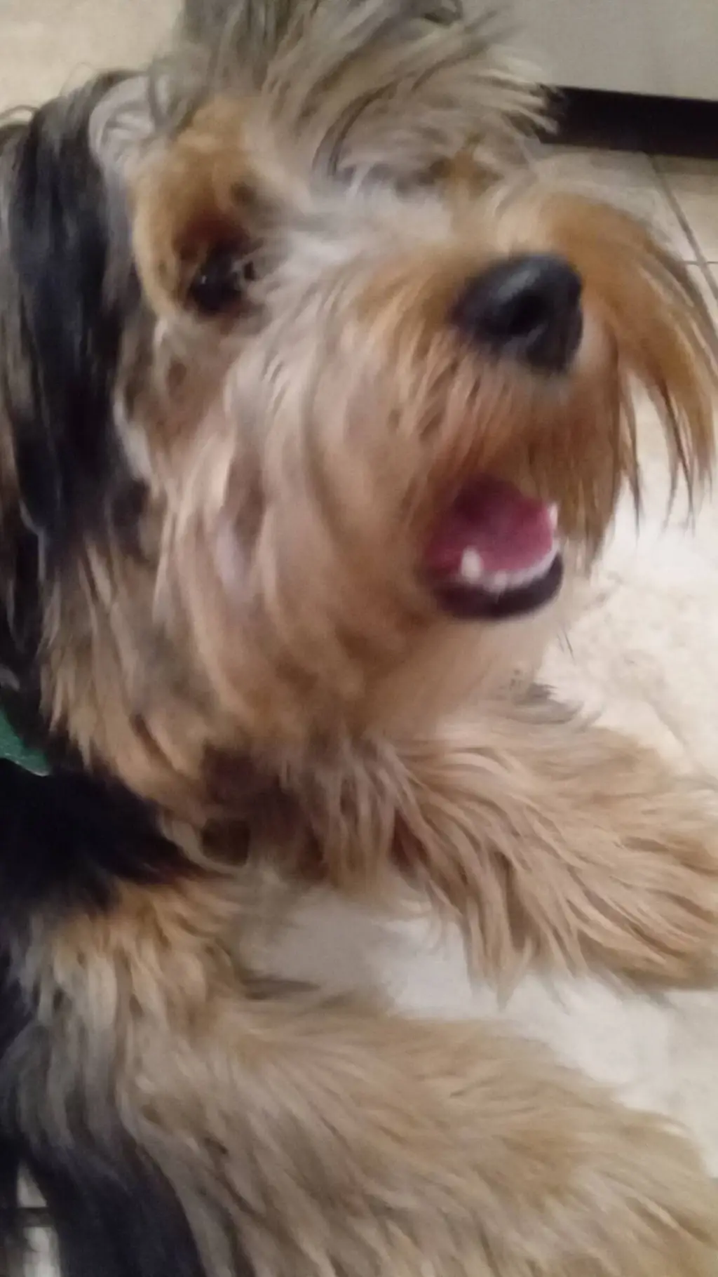 Talkie AI - Chat with Skipper - Yorkie