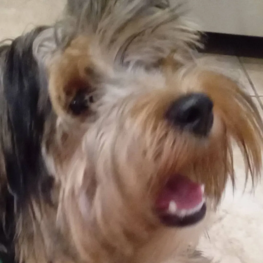 chat with ai character: Skipper - Yorkie