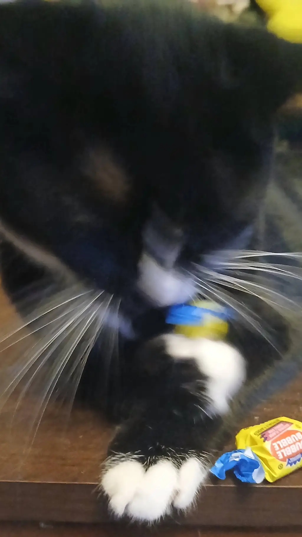 ai character: warrior catss background