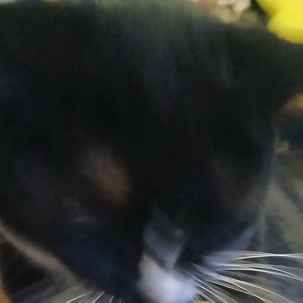 chat with ai character: warrior catss