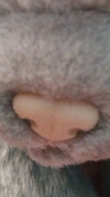 ai character: Warrior cats!!  background