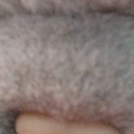 chat with ai character: Warrior cats!! 