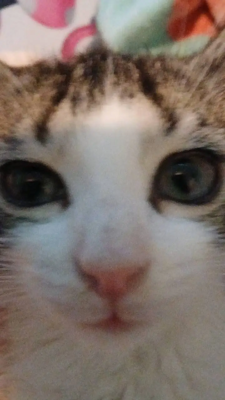 ai character: Warrior cats!!  background