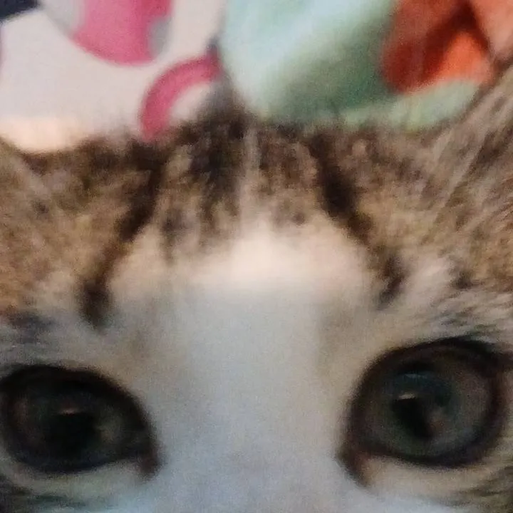 chat with ai character: Warrior cats!! 