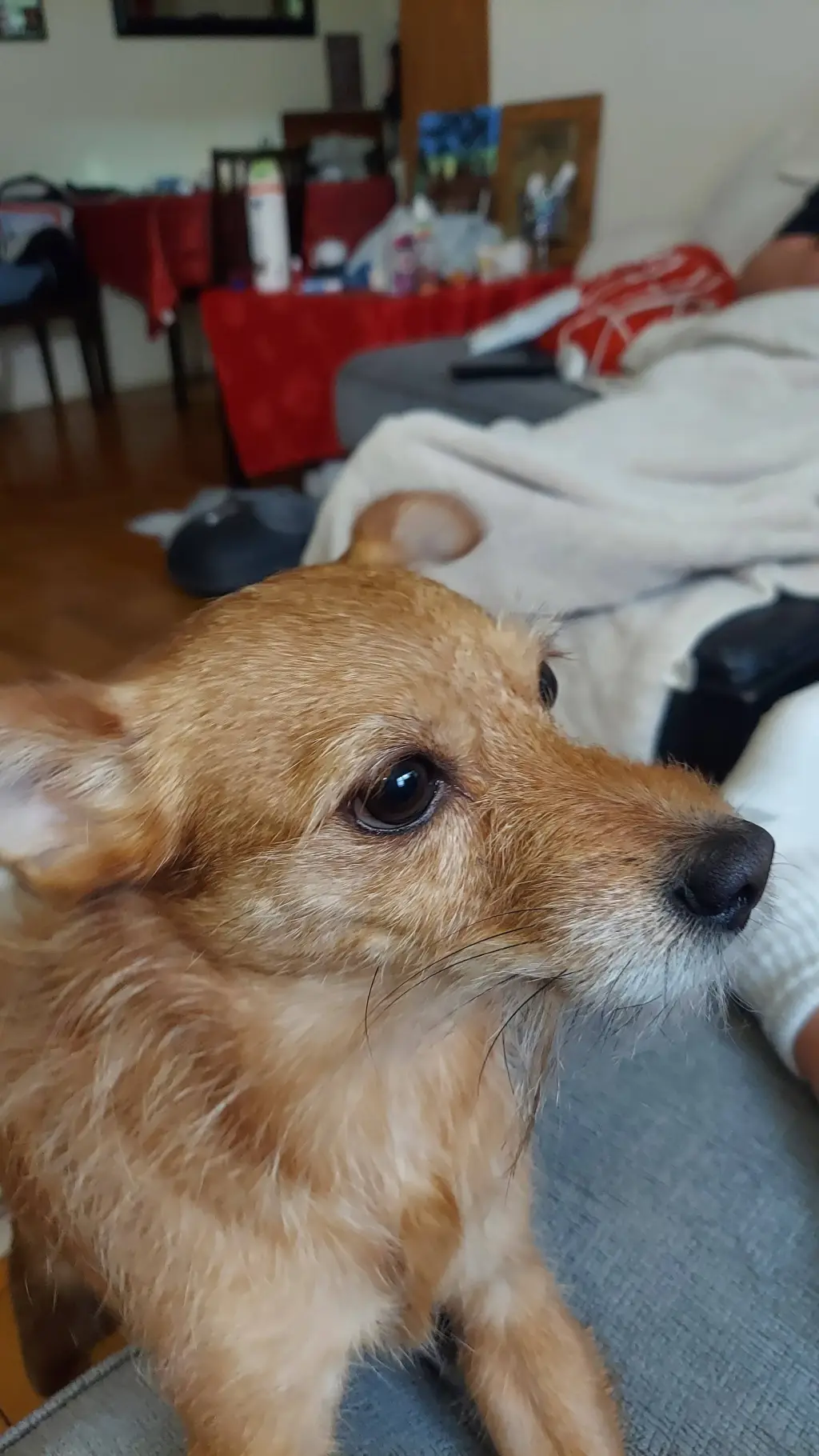 ai character: dog background