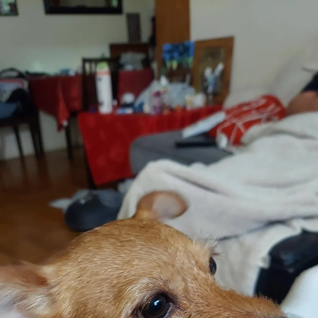 chat with ai character: dog