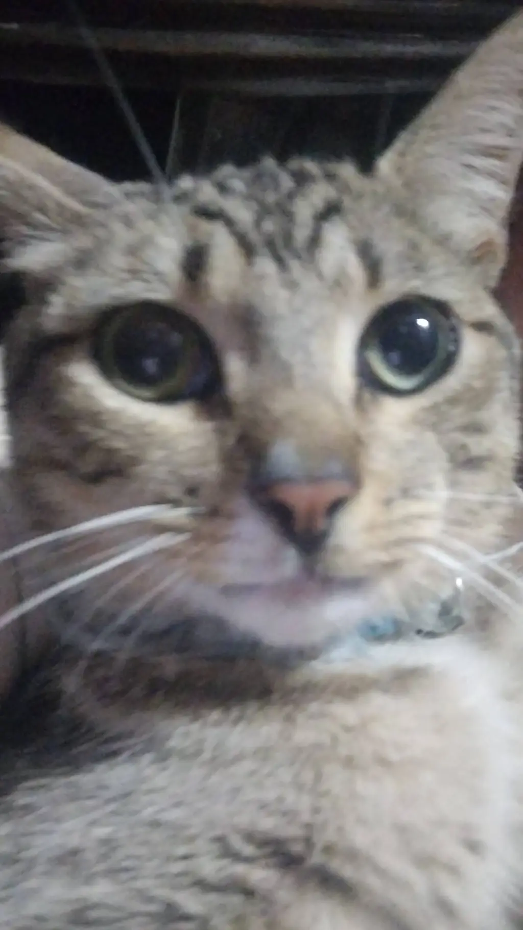 ai character: tu gatito travieso background