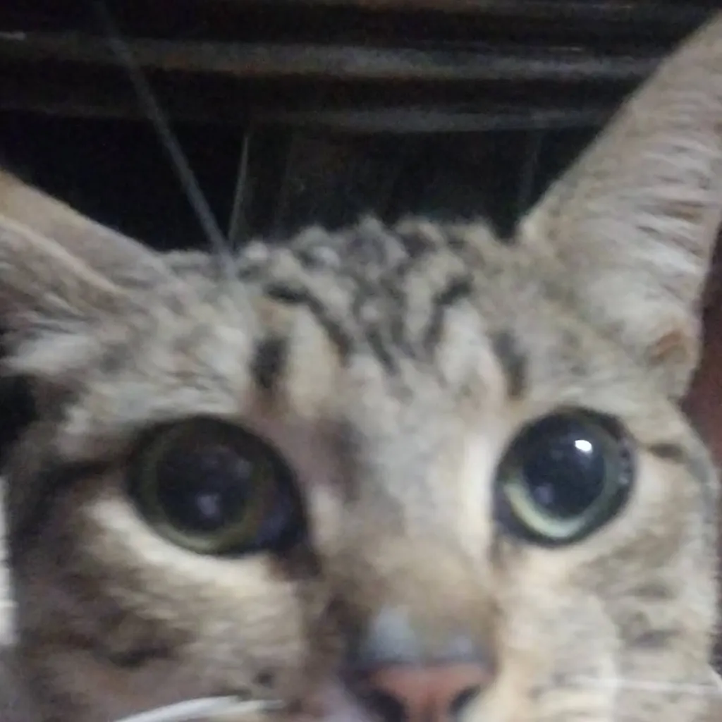 chat with ai character: tu gatito travieso