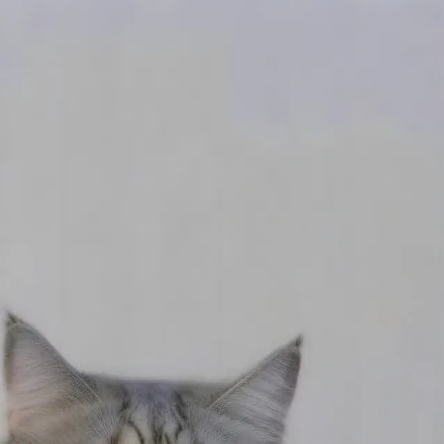 chat with ai character: Gatoide