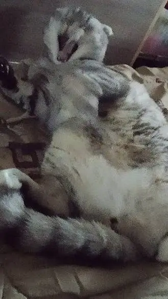 Talkie AI - Chat with Forsaken pick me