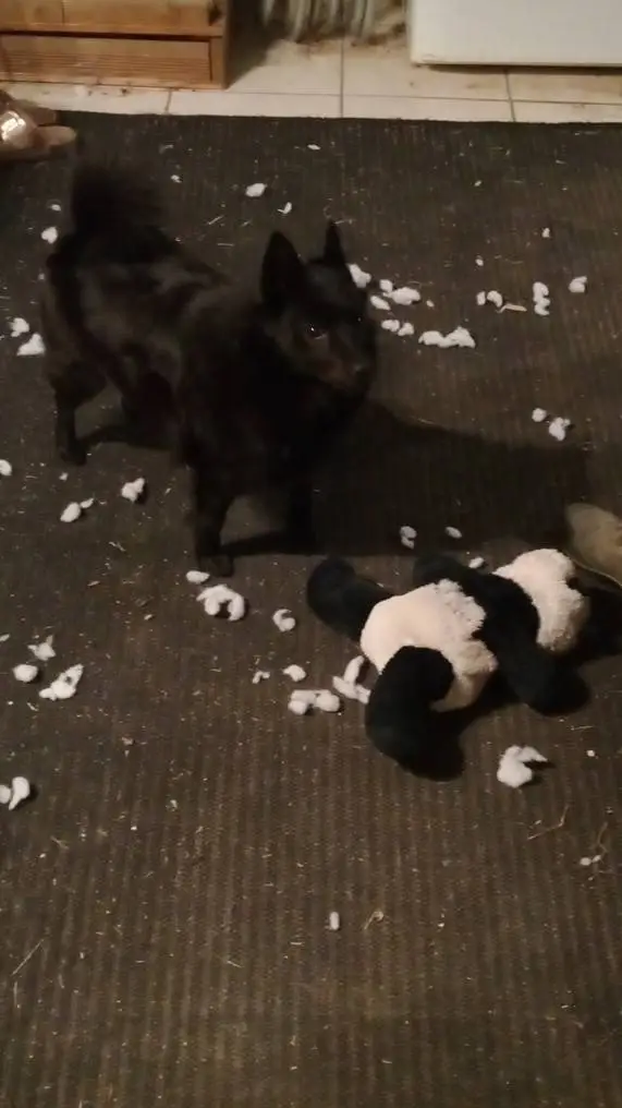 ai character: Le carnage background