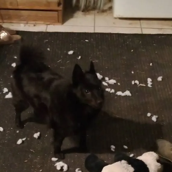 chat with ai character: Le carnage