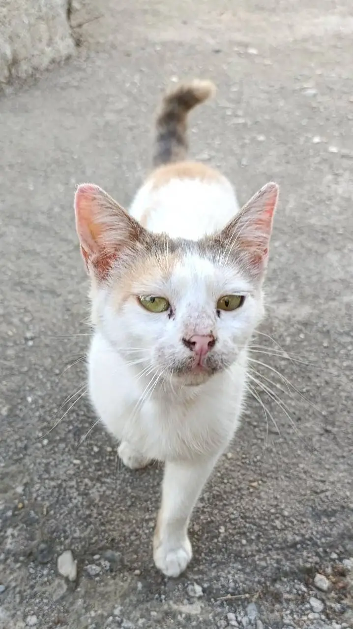 ai character: dead cat background